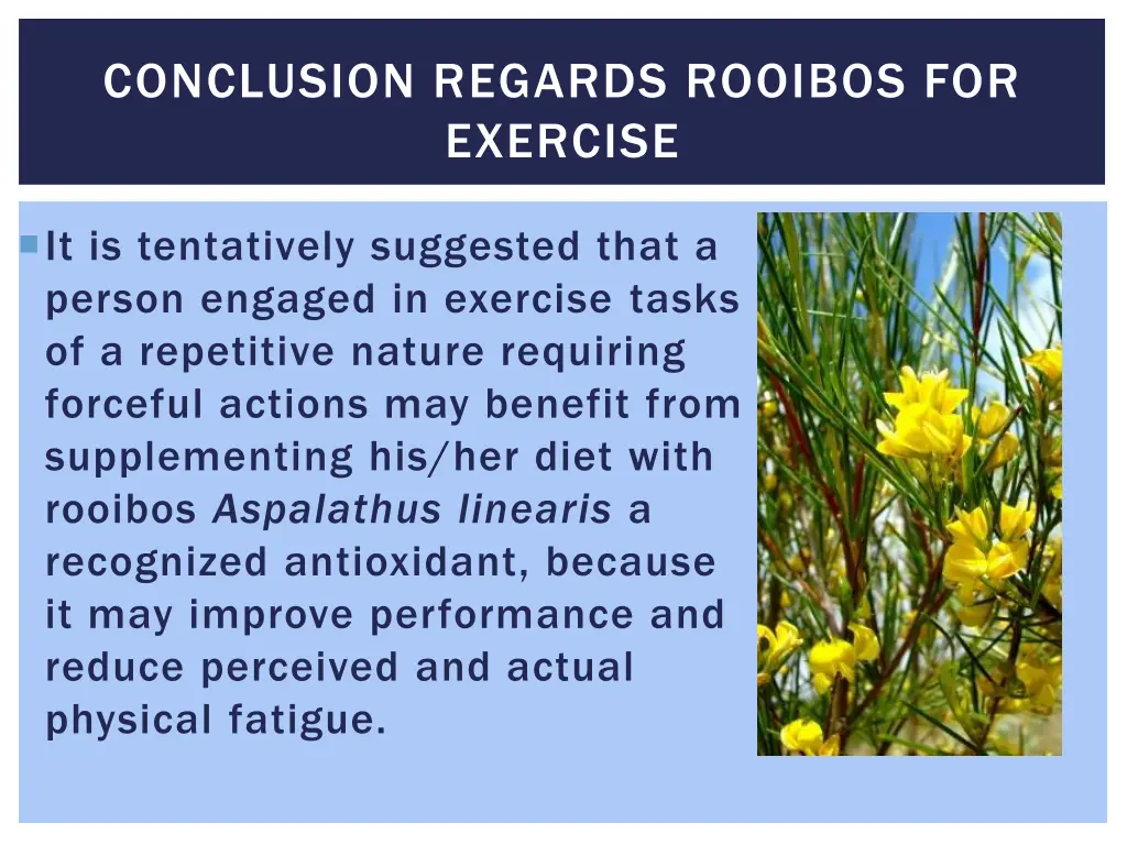 conclusion regards rooibos for exercise