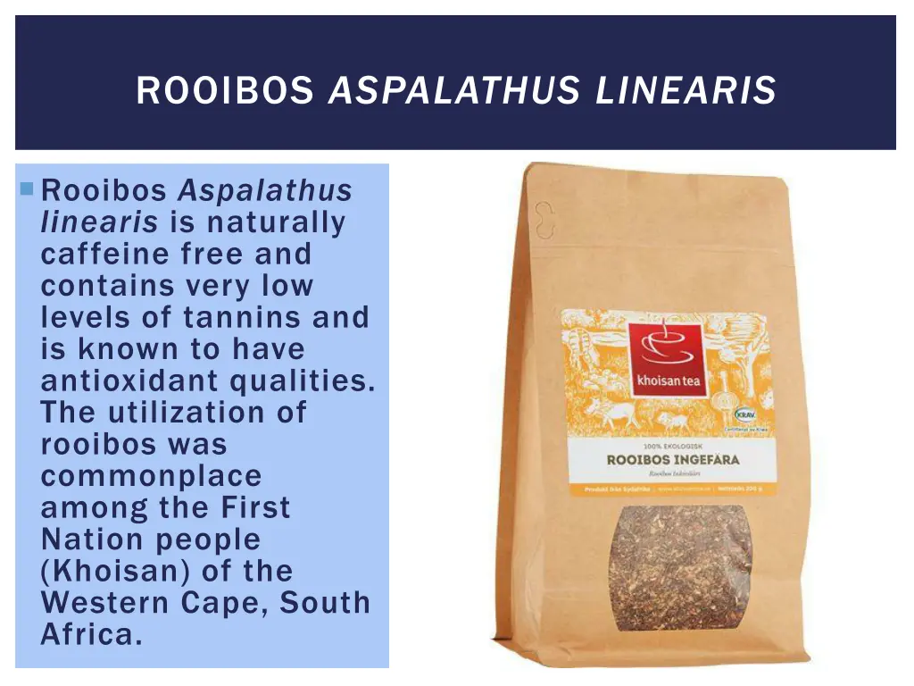 rooibos aspalathus linearis