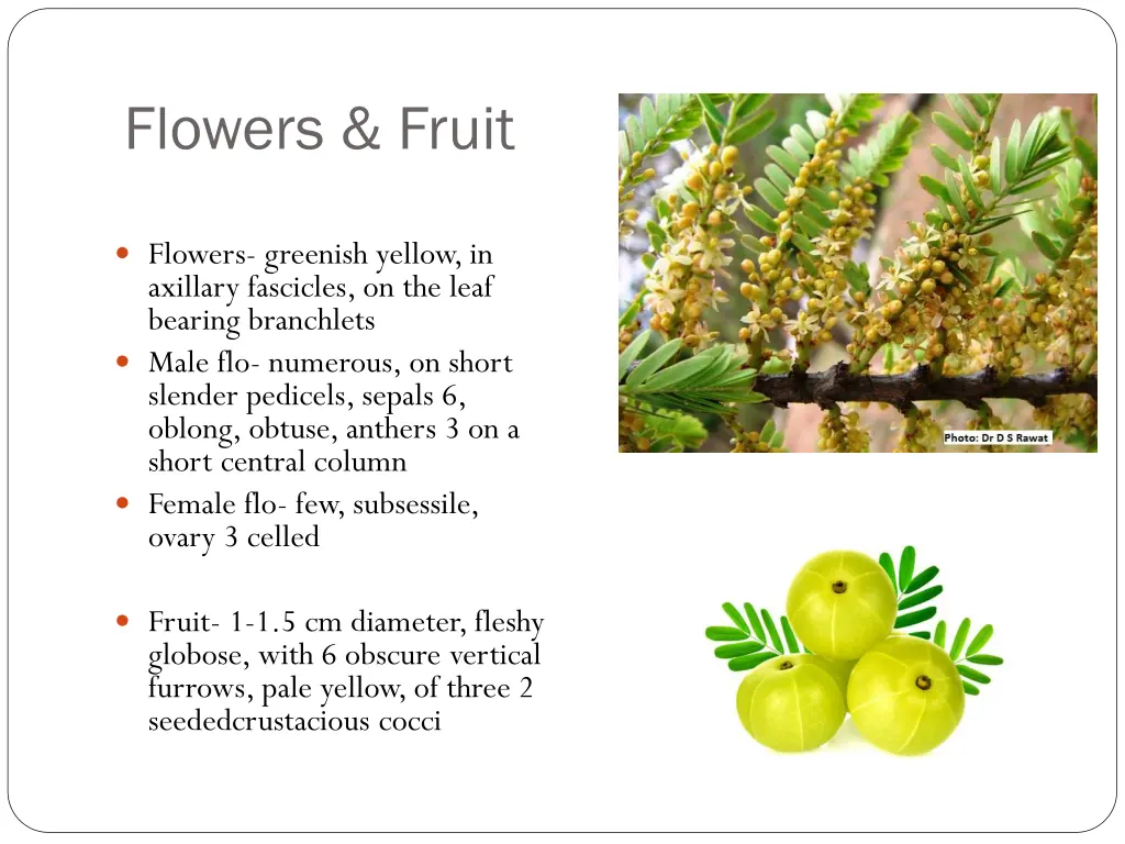 flowers fruit