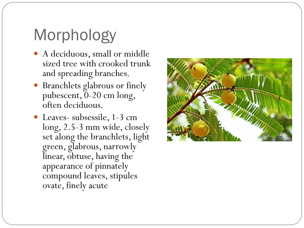 morphology
