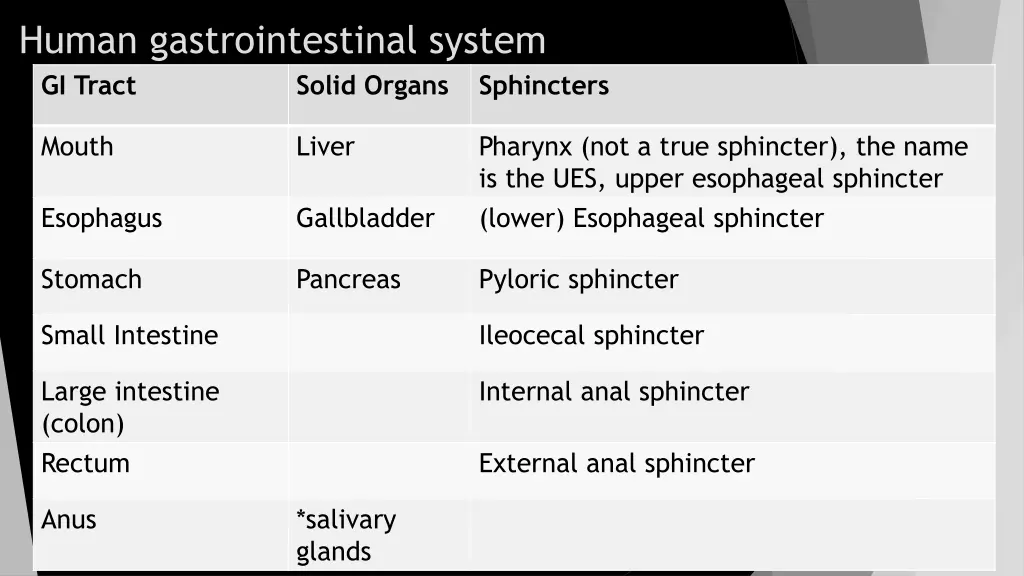 human gastrointestinal system gi tract