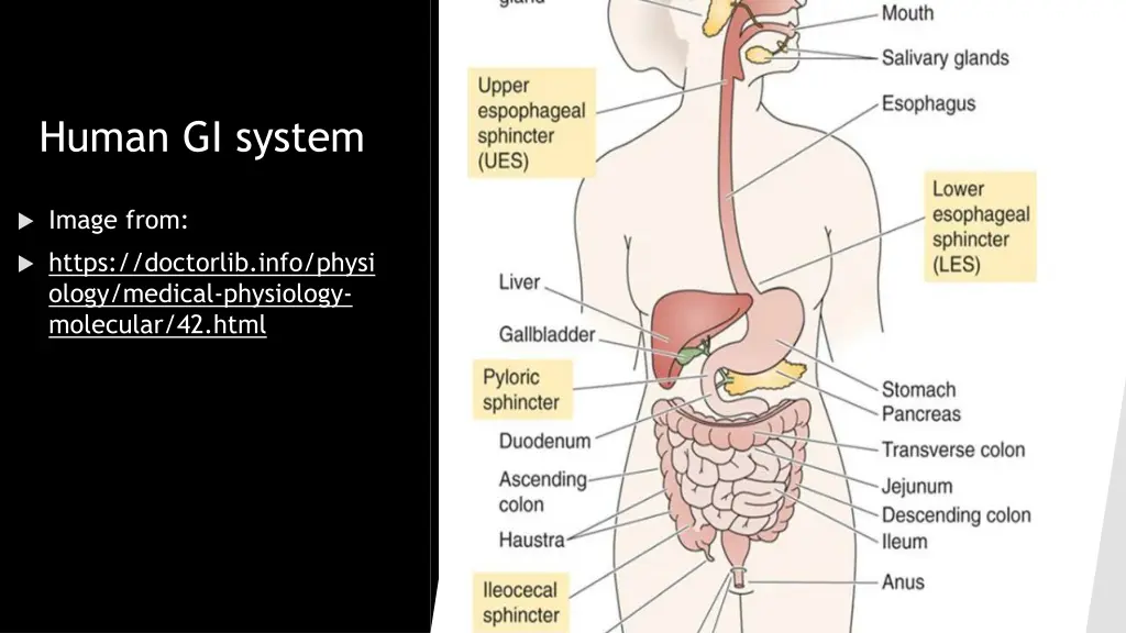 human gi system