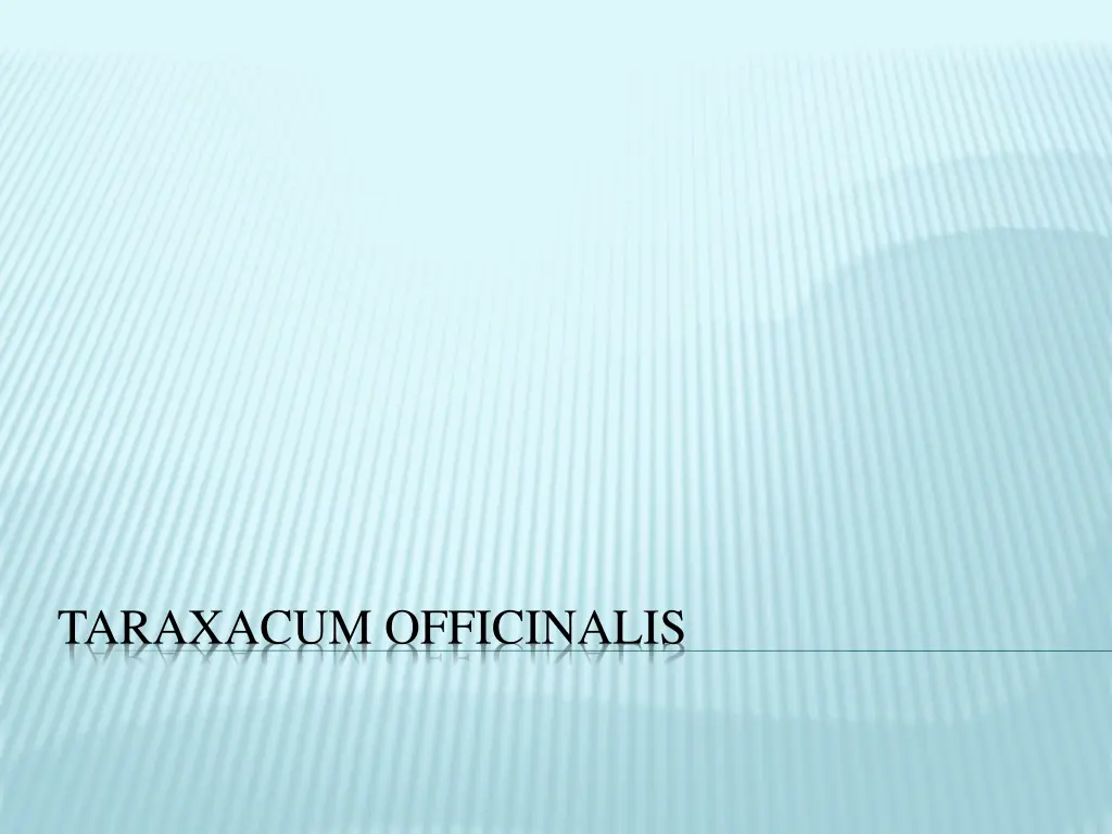 taraxacum officinalis