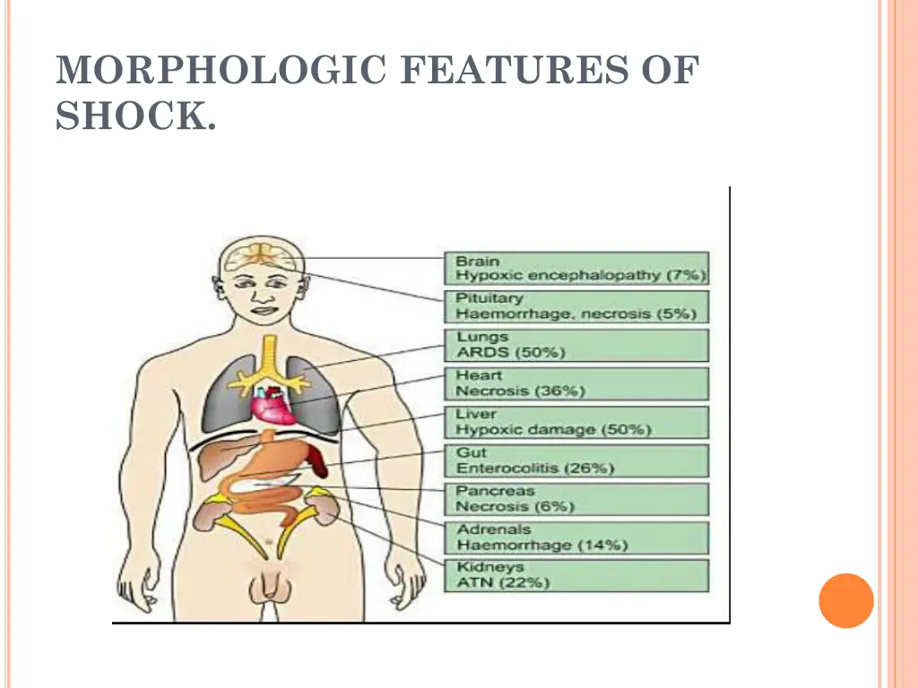morphologic features of shock