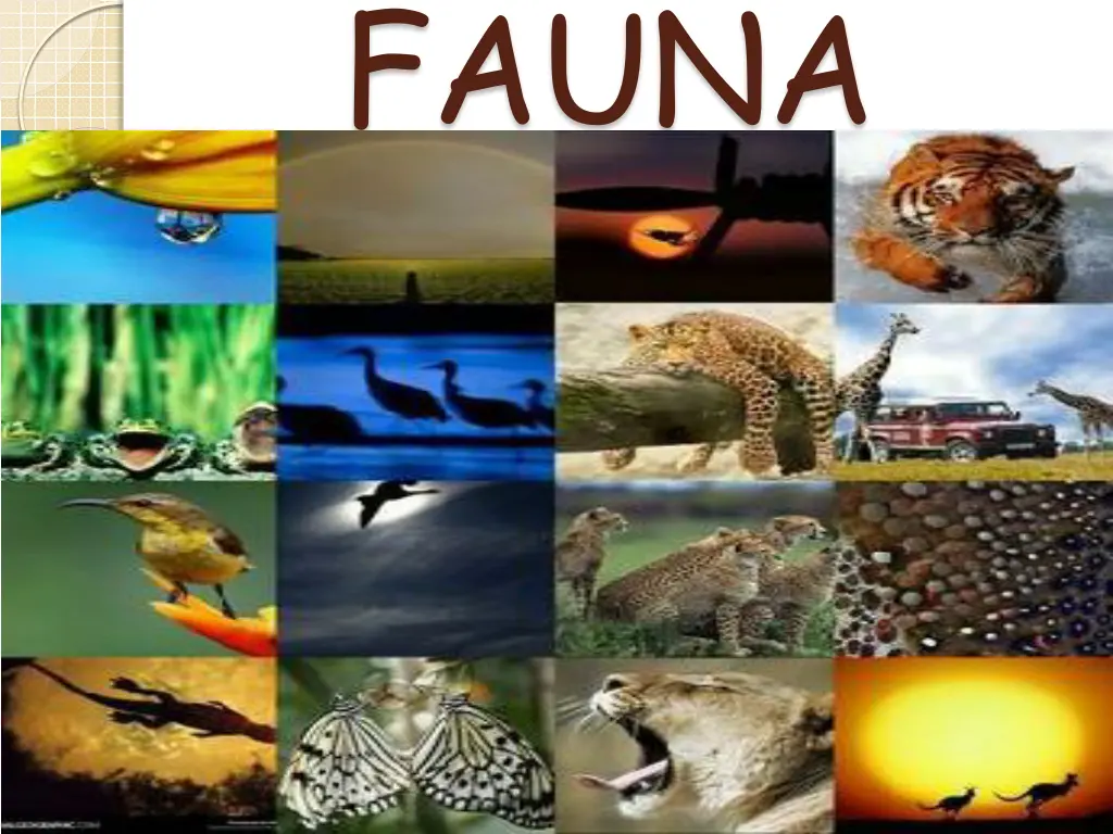 fauna