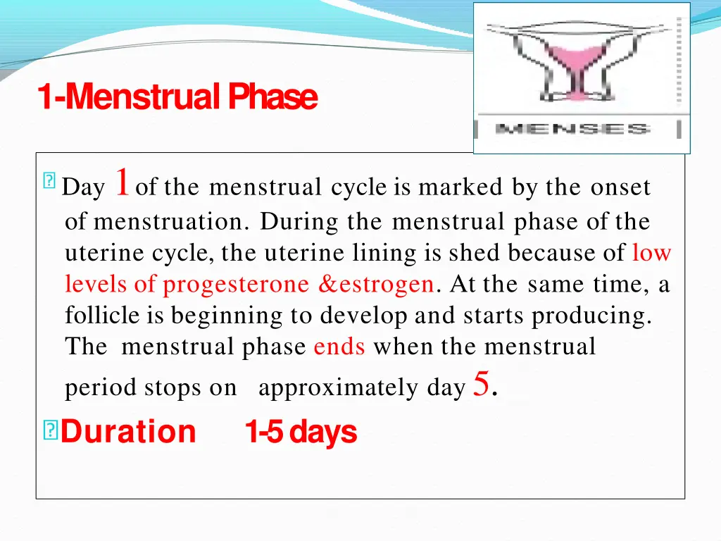 1 menstrualphase