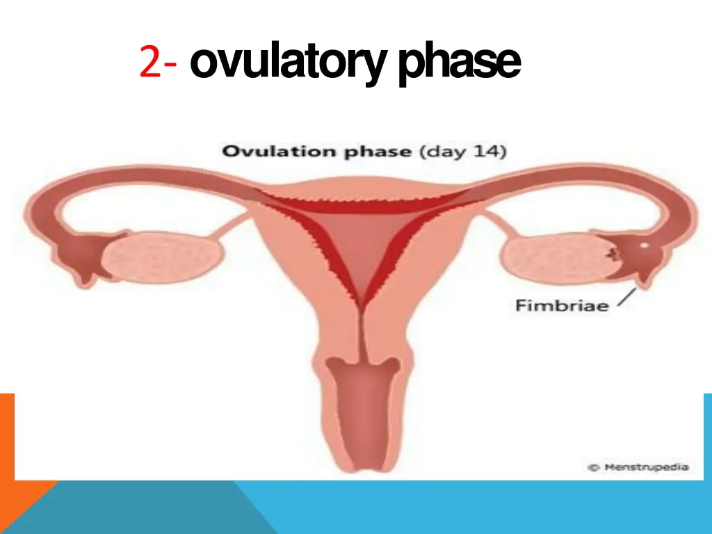 2 ovulatoryphase