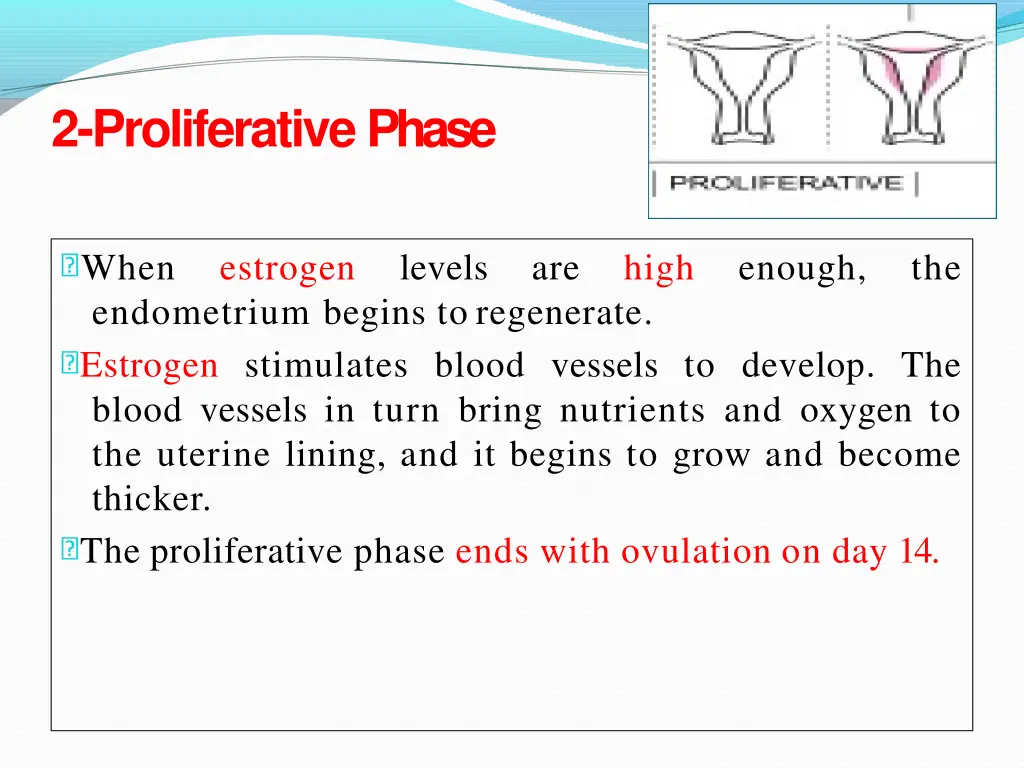 2 proliferativephase