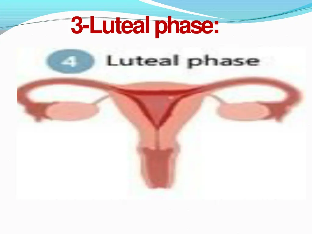 3 lutealphase