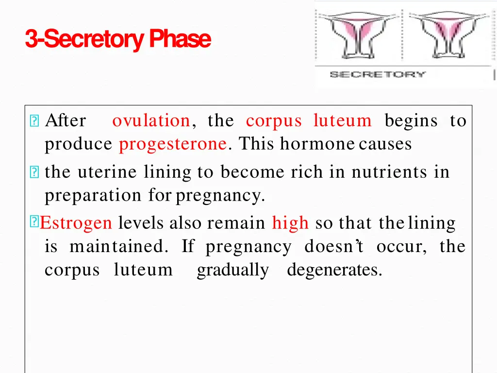 3 secretoryphase