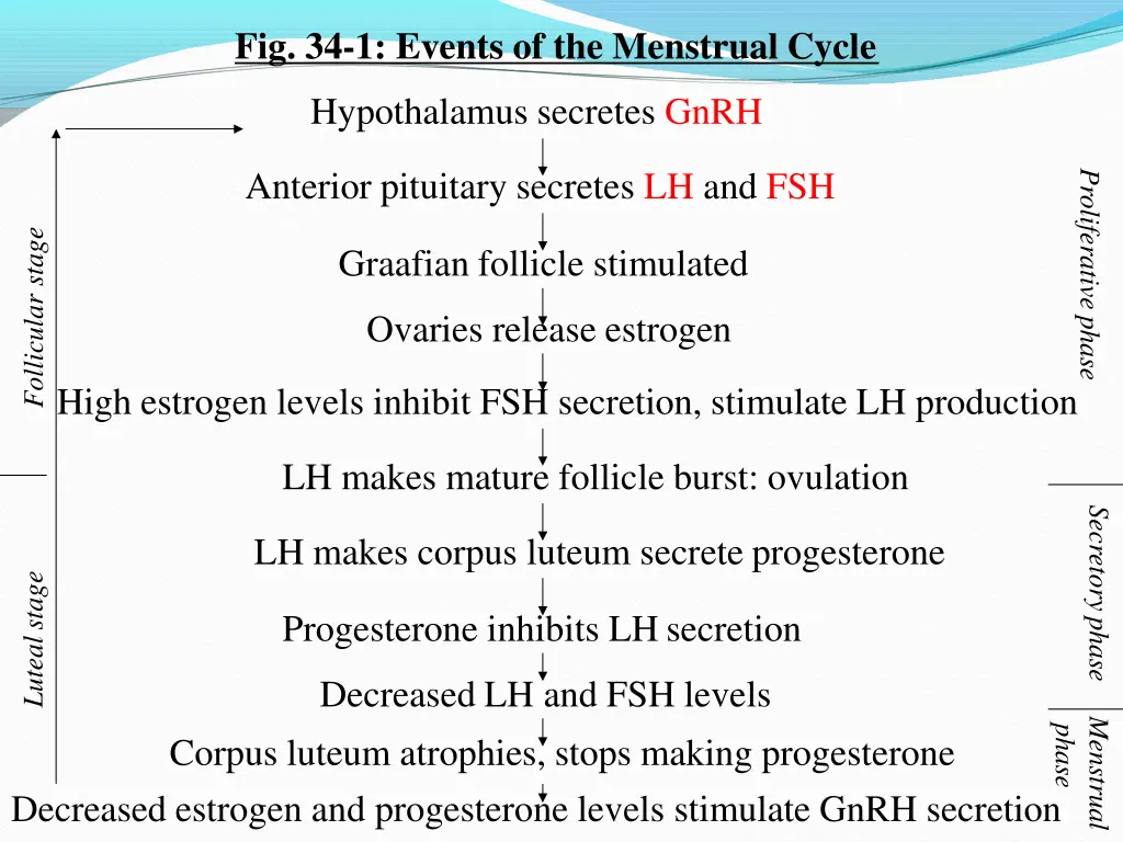 fig 34 1 events of the menstrual cycle