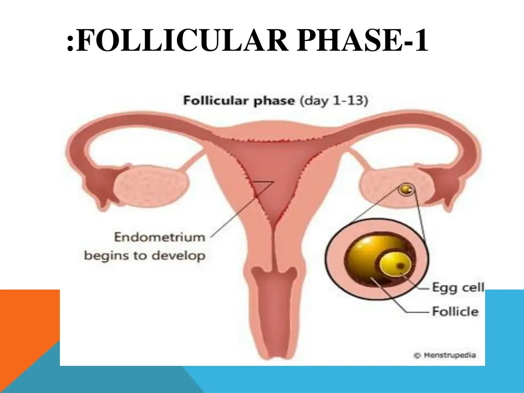follicular phase 1