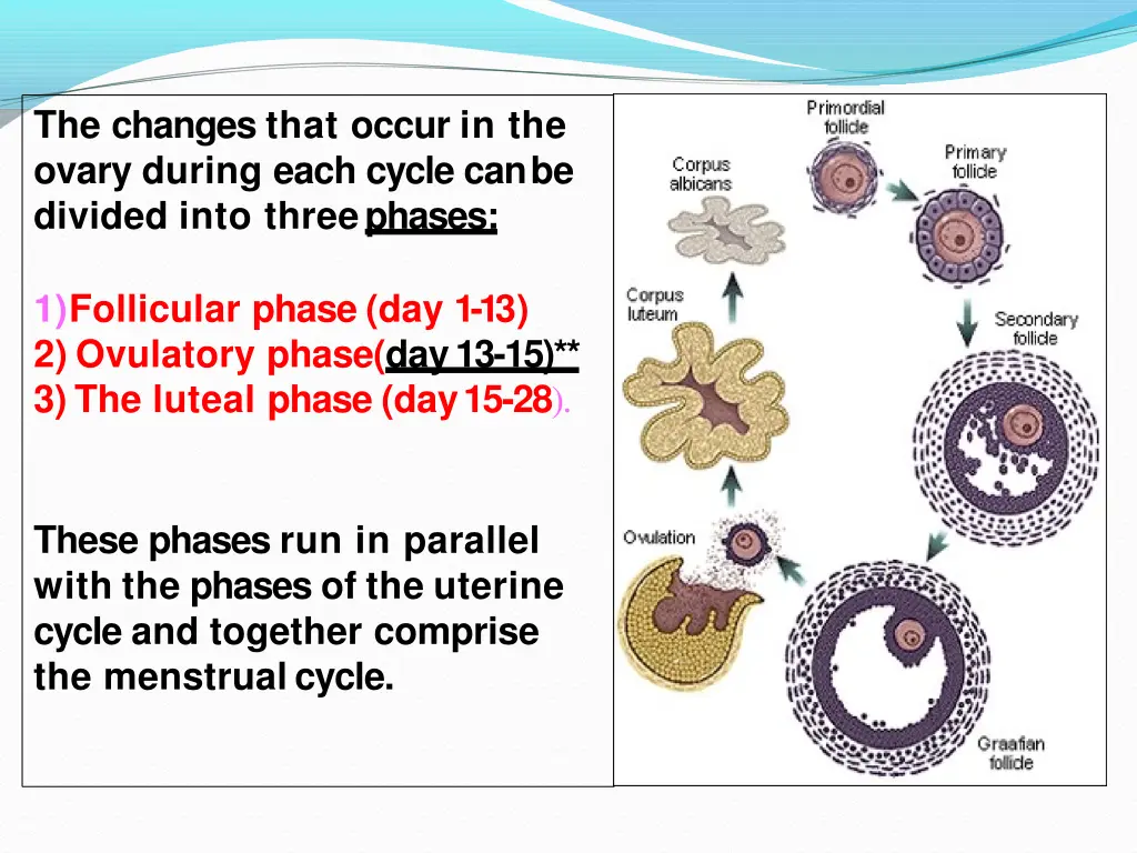 the changes that occur in the ovary during each