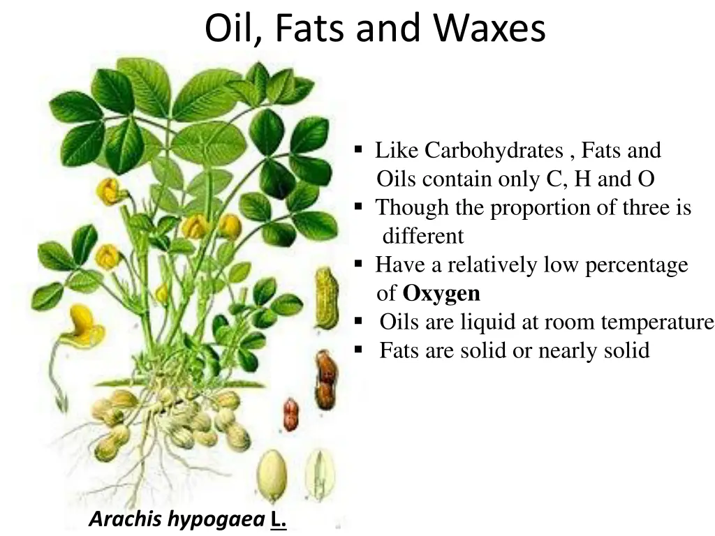 oil fats and waxes