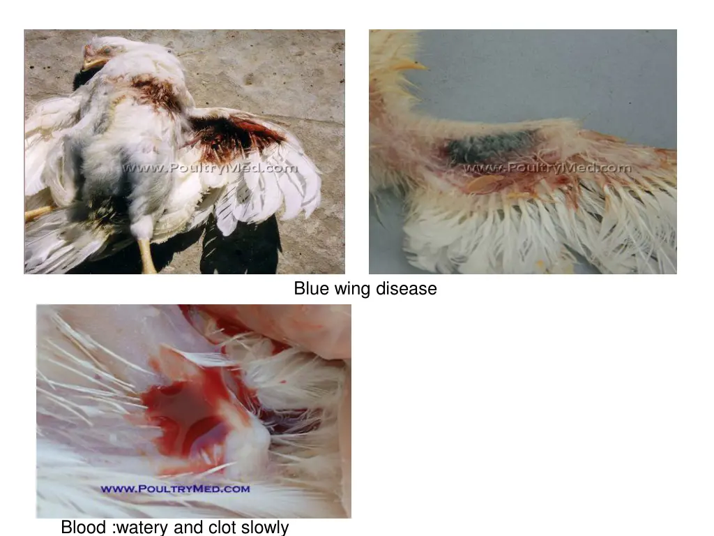 blue wing disease