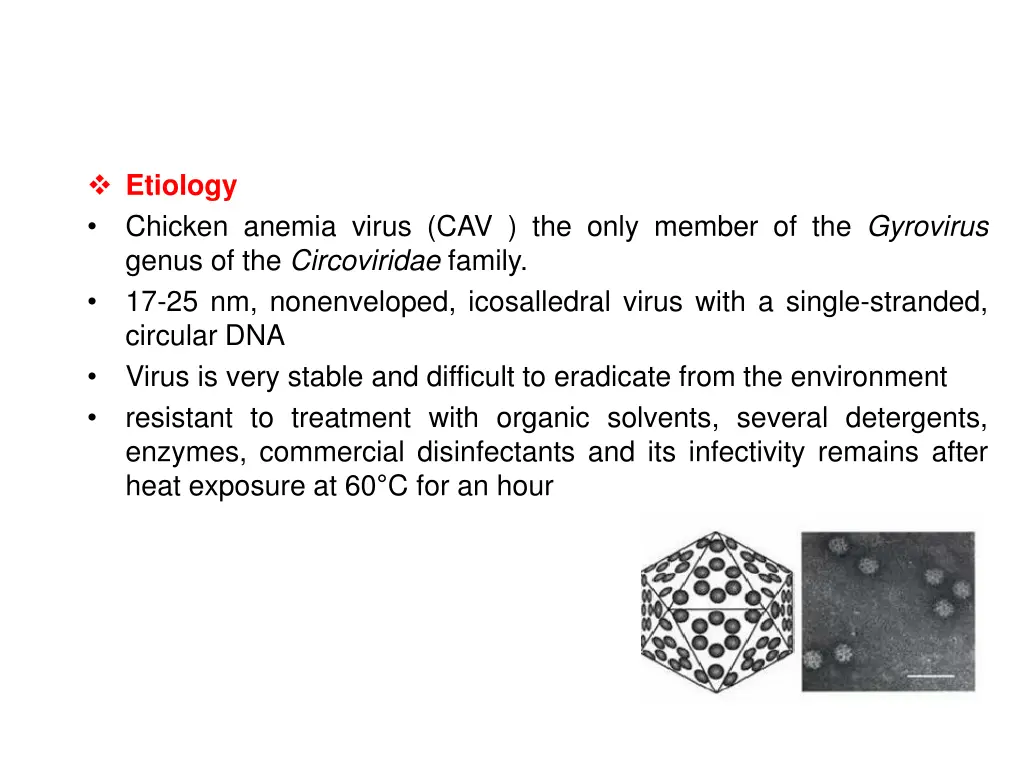 etiology chicken anemia virus cav the only member