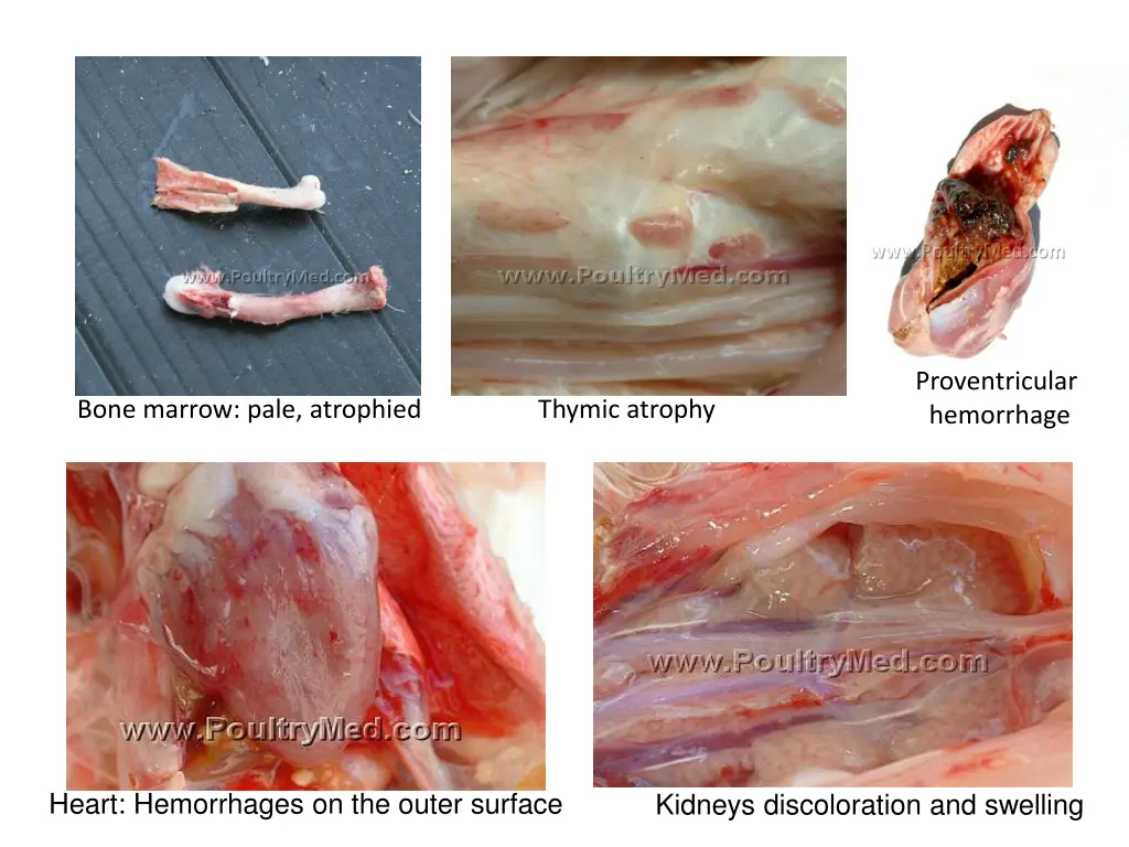 proventricular hemorrhage