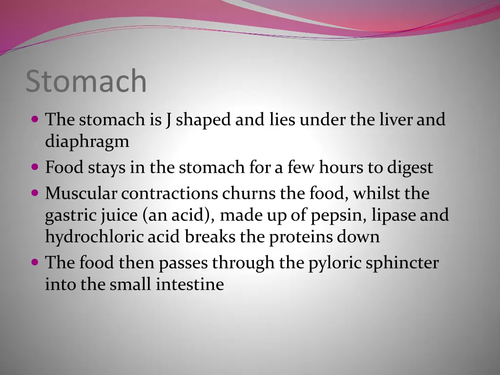 stomach