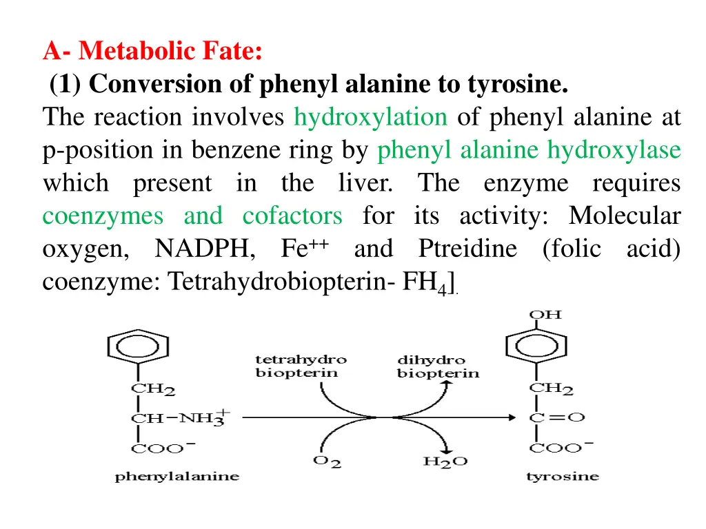 a metabolic fate 1 conversion of phenyl alanine