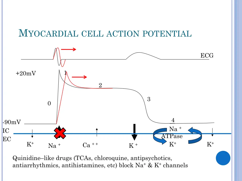 m yocardial cell action potential 1