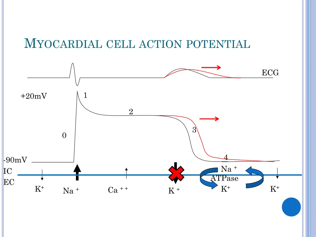 m yocardial cell action potential 2