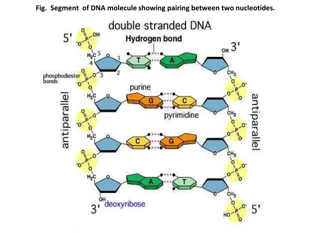 fig segment of dna molecule showing pairing