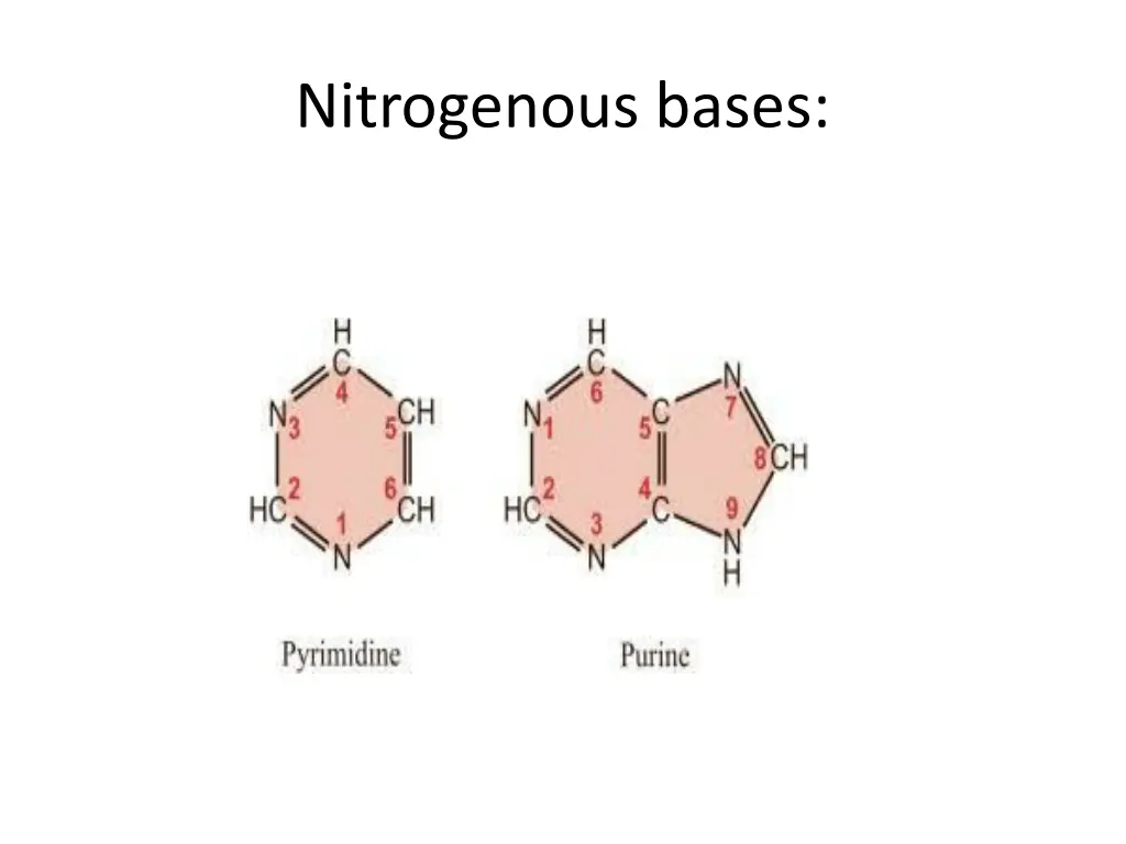 nitrogenous bases 1
