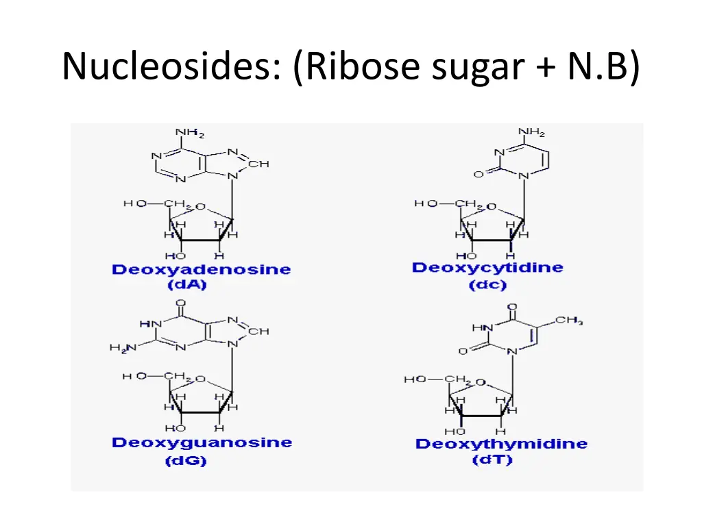 nucleosides ribose sugar n b