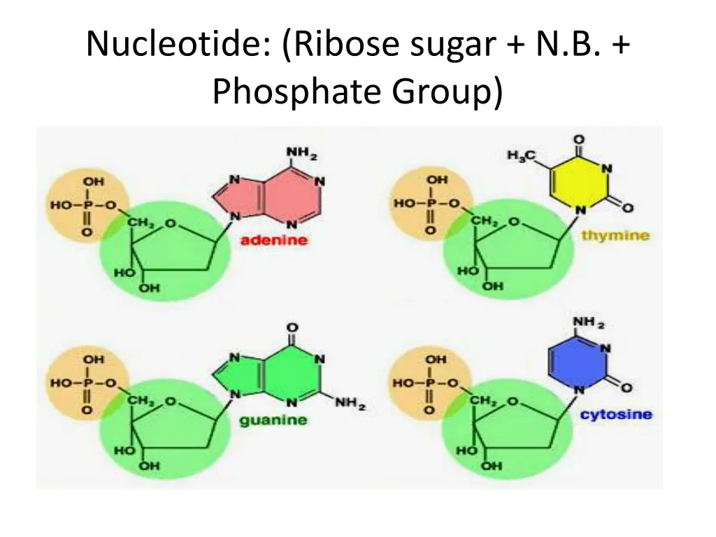 nucleotide ribose sugar n b phosphate group