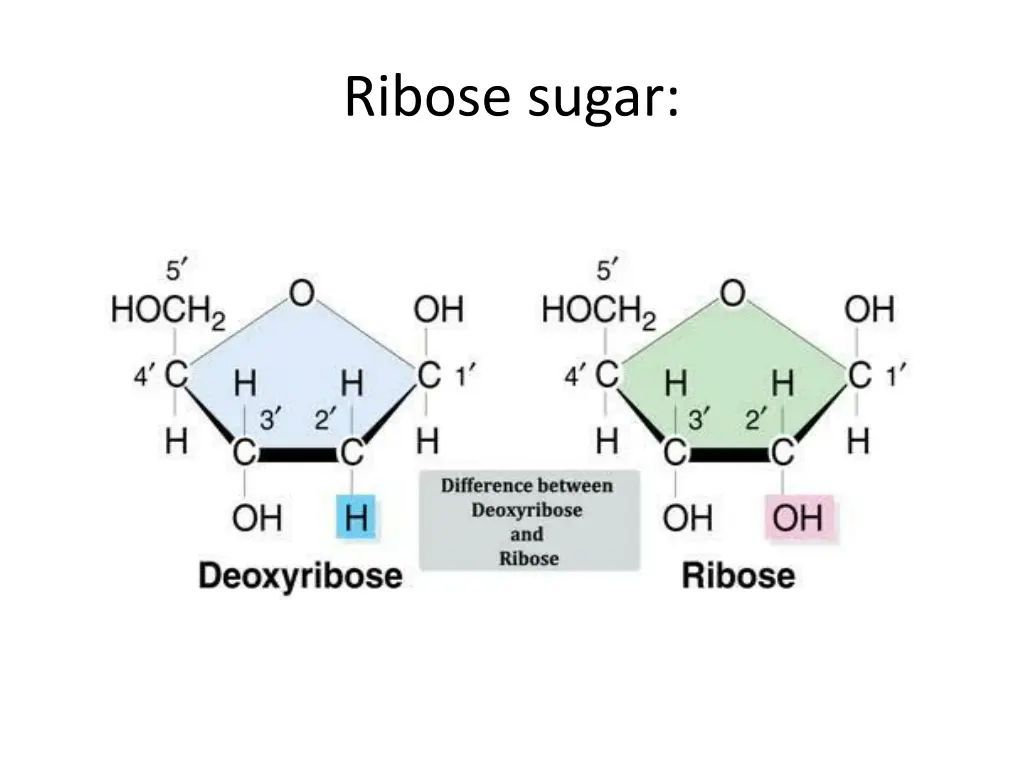 ribose sugar