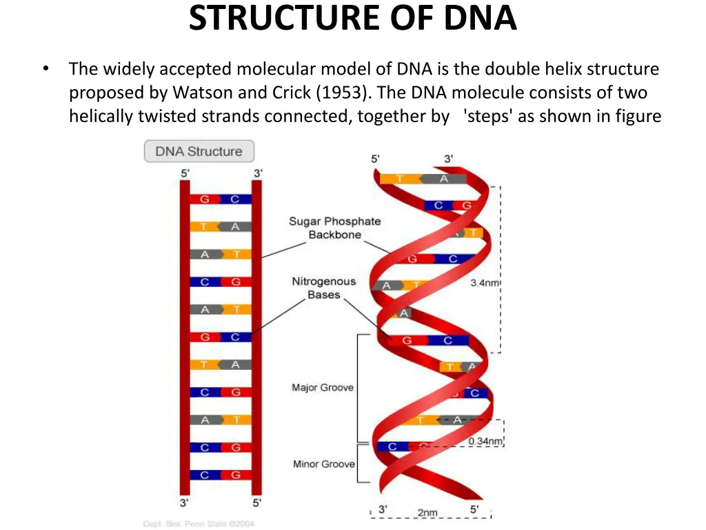 structure of dna