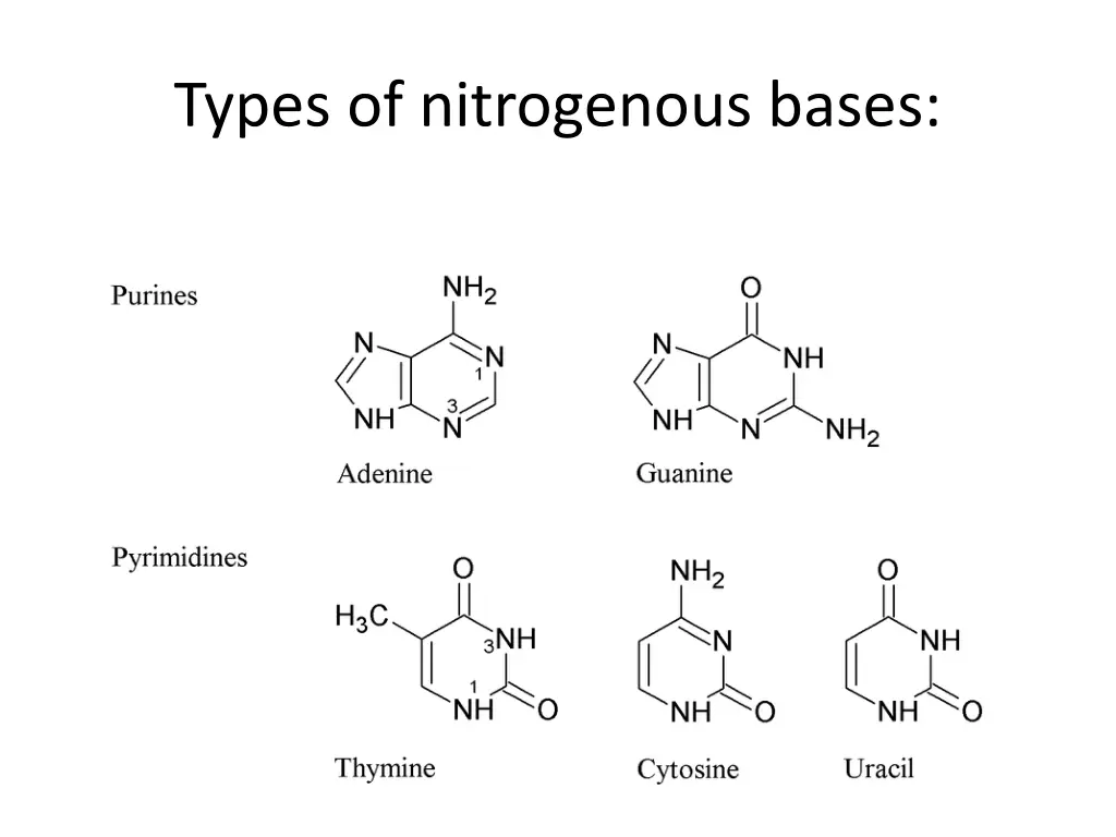 types of nitrogenous bases