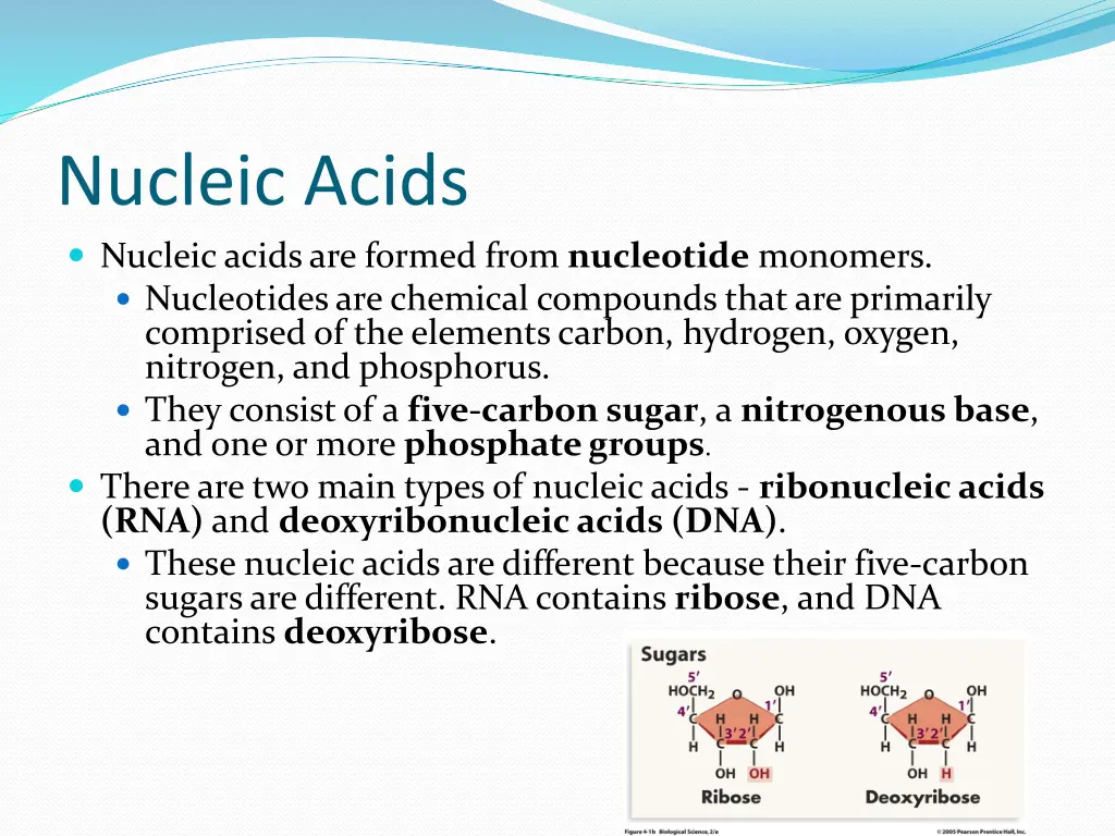 nucleic acids nucleic acids are formed from