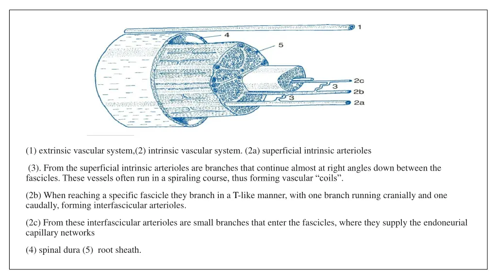 1 extrinsic vascular system 2 intrinsic vascular