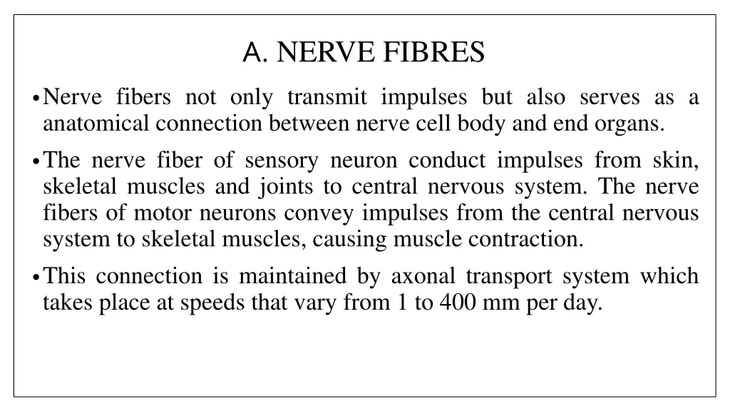 a nerve fibres