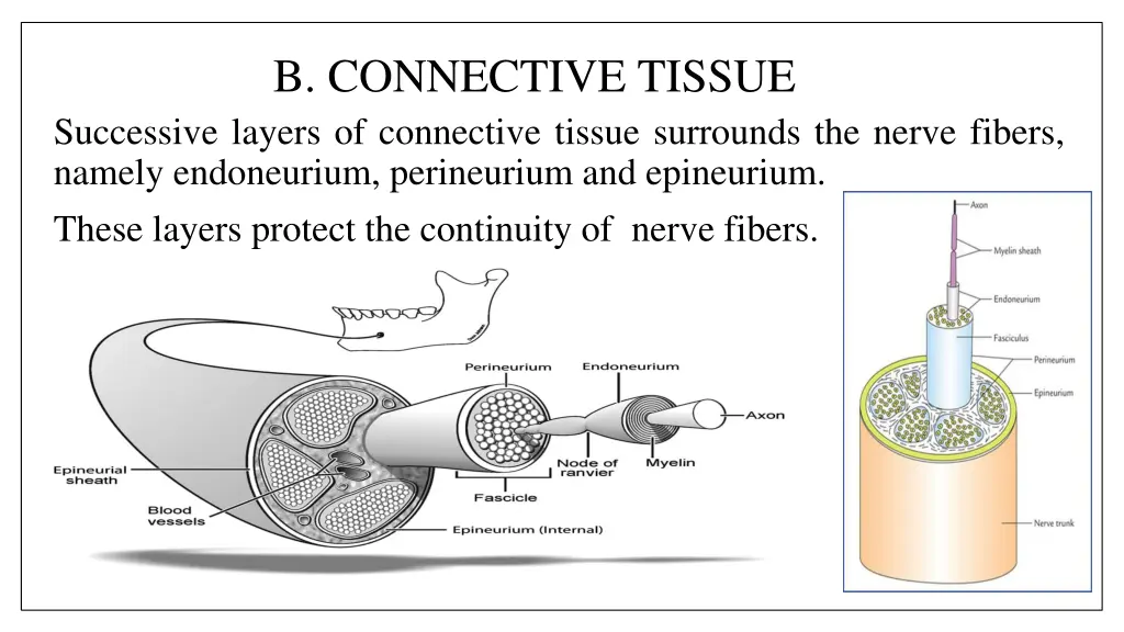 b connective tissue successive layers