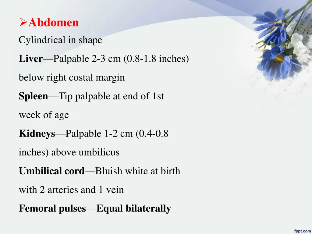 abdomen cylindrical in shape