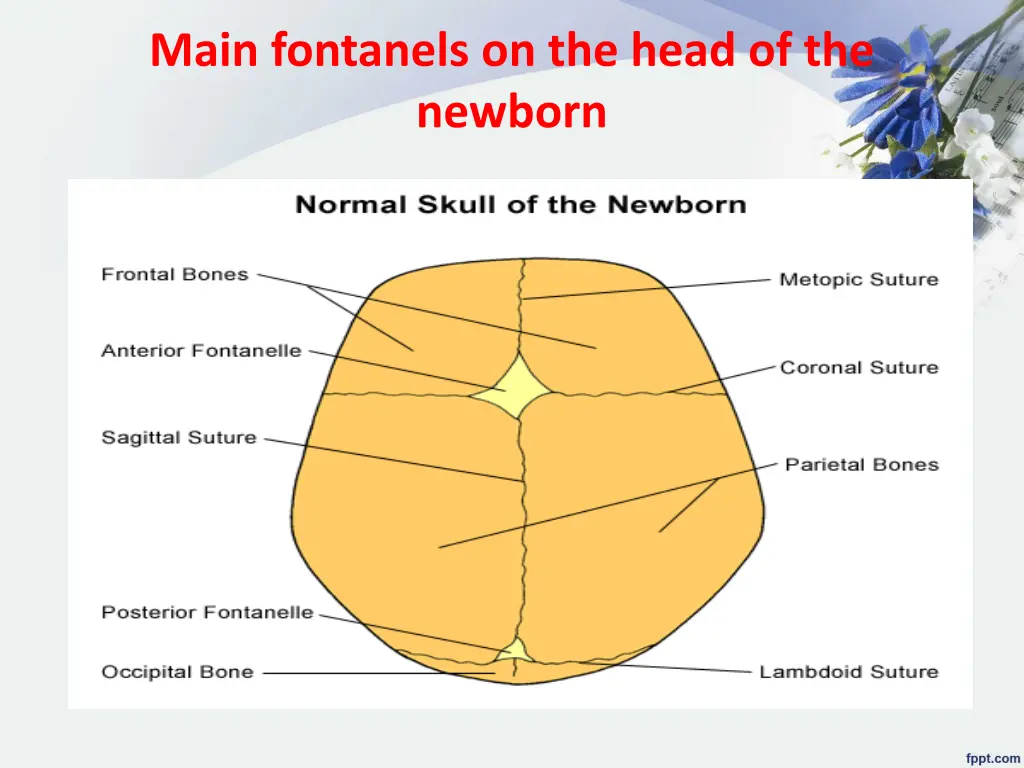 main fontanels on the head of the newborn