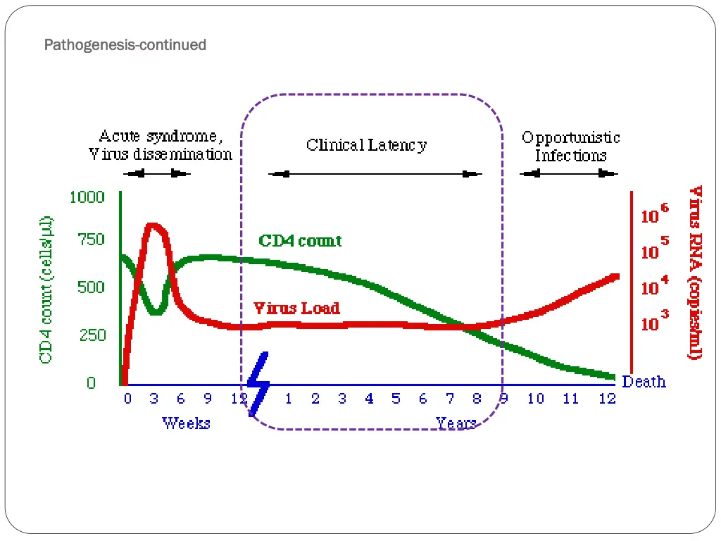 pathogenesis pathogenesis continued 3