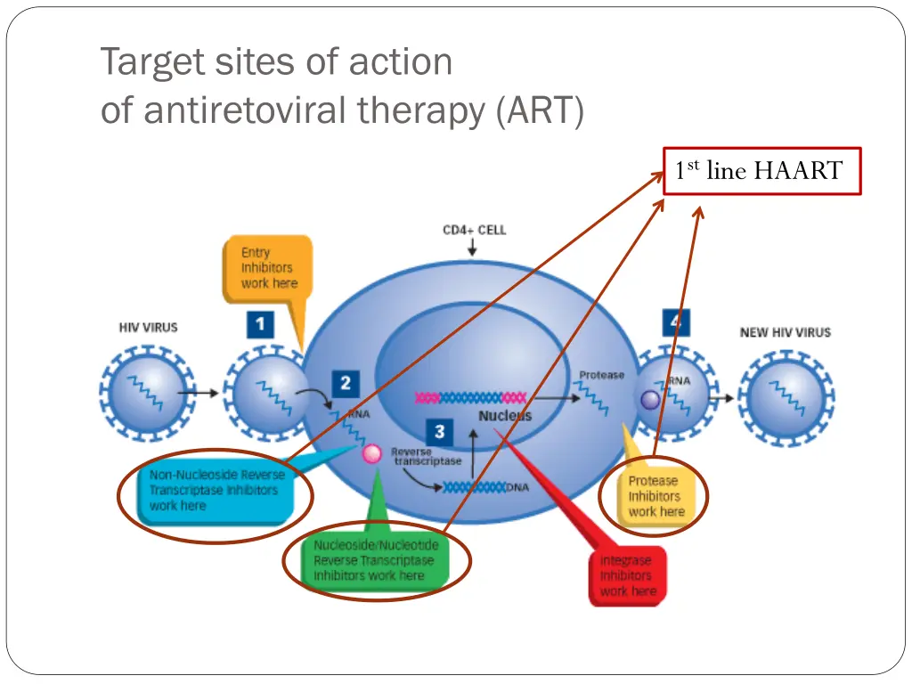 target sites of action of antiretoviral therapy