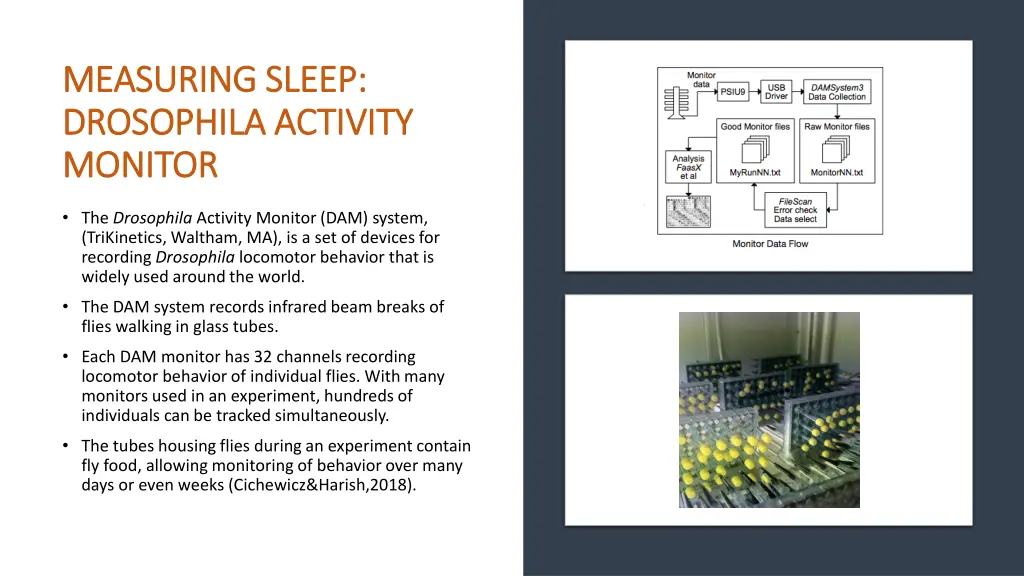 measuring sleep measuring sleep drosophila