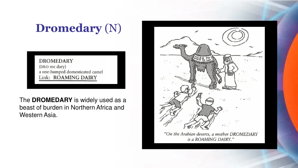 dromedary n