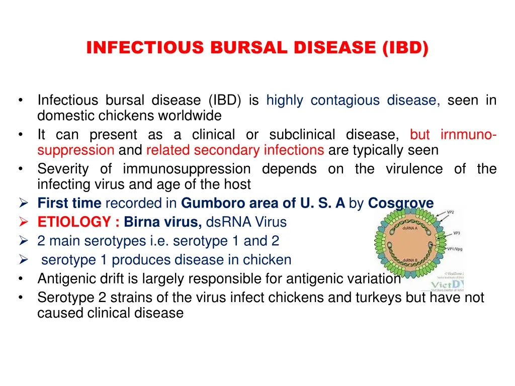 infectious bursal disease ibd