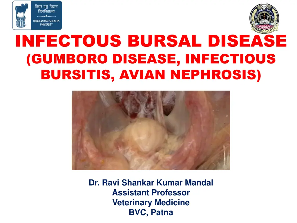 infectous bursal disease gumboro disease