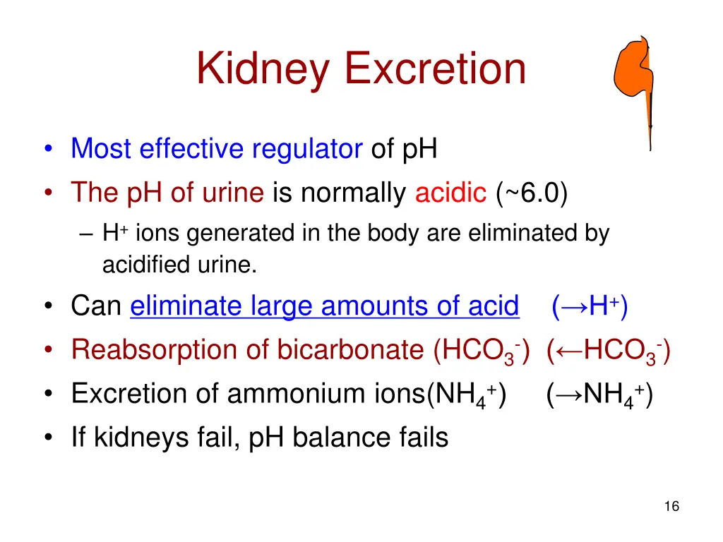 kidney excretion