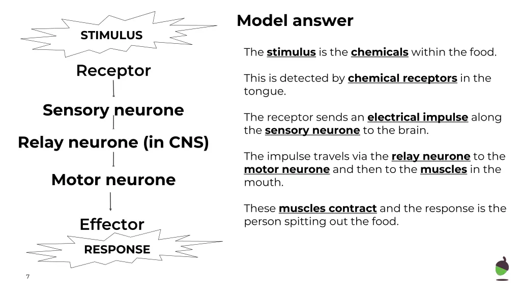 model answer