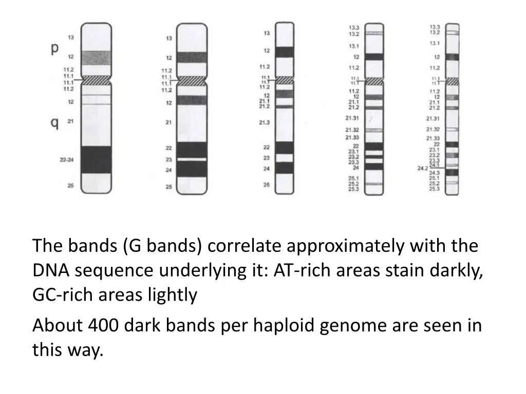 the bands g bands correlate approximately with