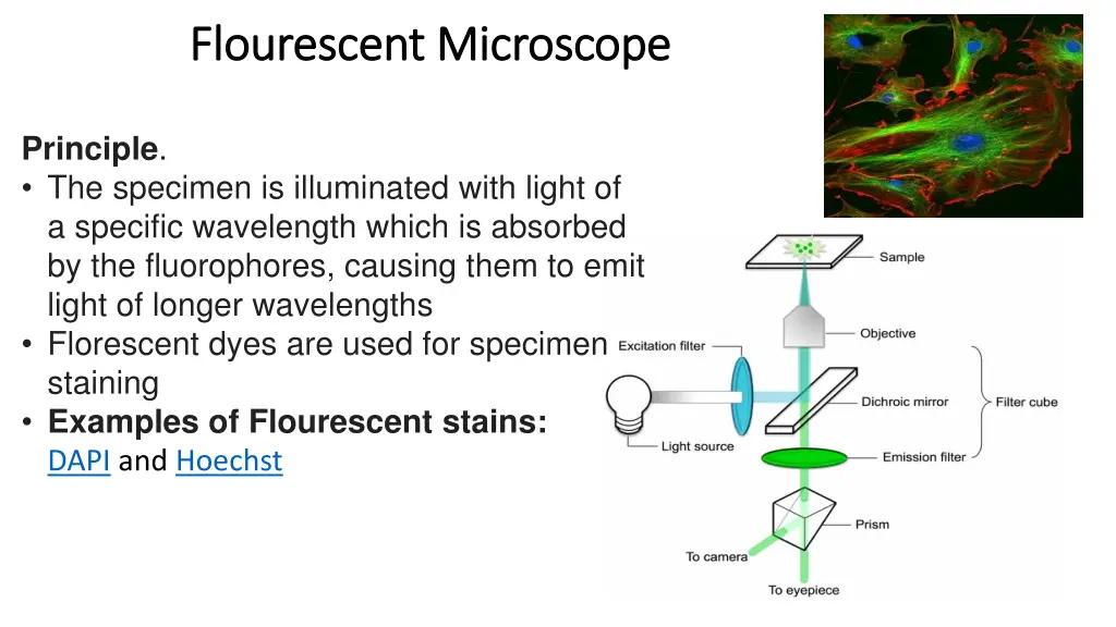 flourescent flourescent microscope