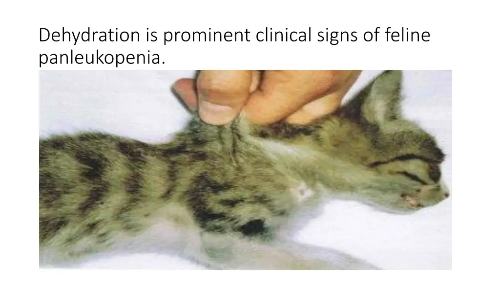 dehydration is prominent clinical signs of feline