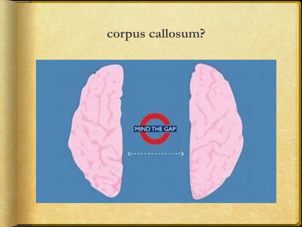 corpus callosum